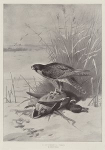 成功した進出 作： Archibald Thorburn